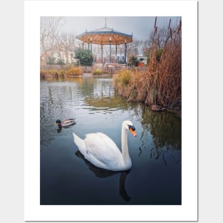 swan and wild ducks on water Posters and Art